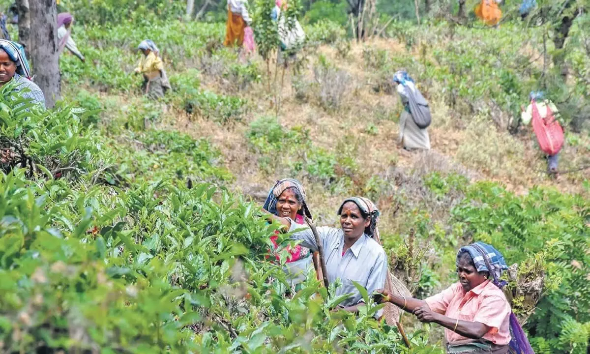 तमिलनाडु में चुनाव आचार संहिता उल्लंघन, डीएमके, भाजपा कार्यकर्ताओं पर मामला दर्ज