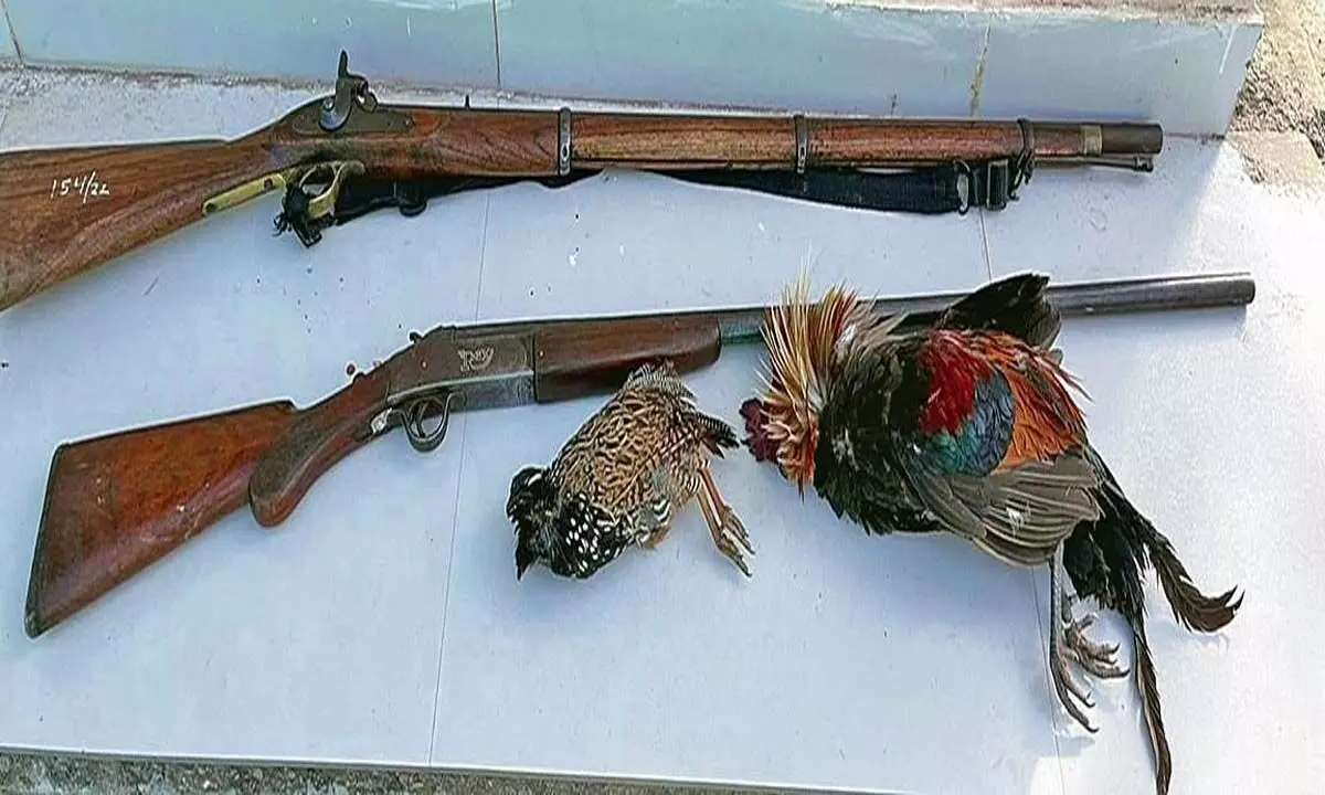 मृत पक्षियों और बंदूकों के साथ दो शिकारियों को पकड़ा