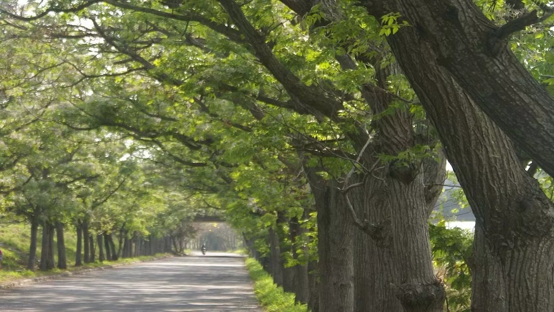 एमसीडी ने पहली वृक्ष गणना में 198,000 पेड़ों की गिनती की