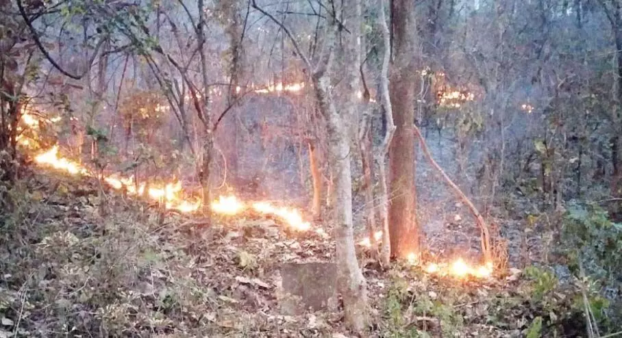 जंगल में ग्रामीणों ने लगाई आग, वन्य प्राणी खतरे में