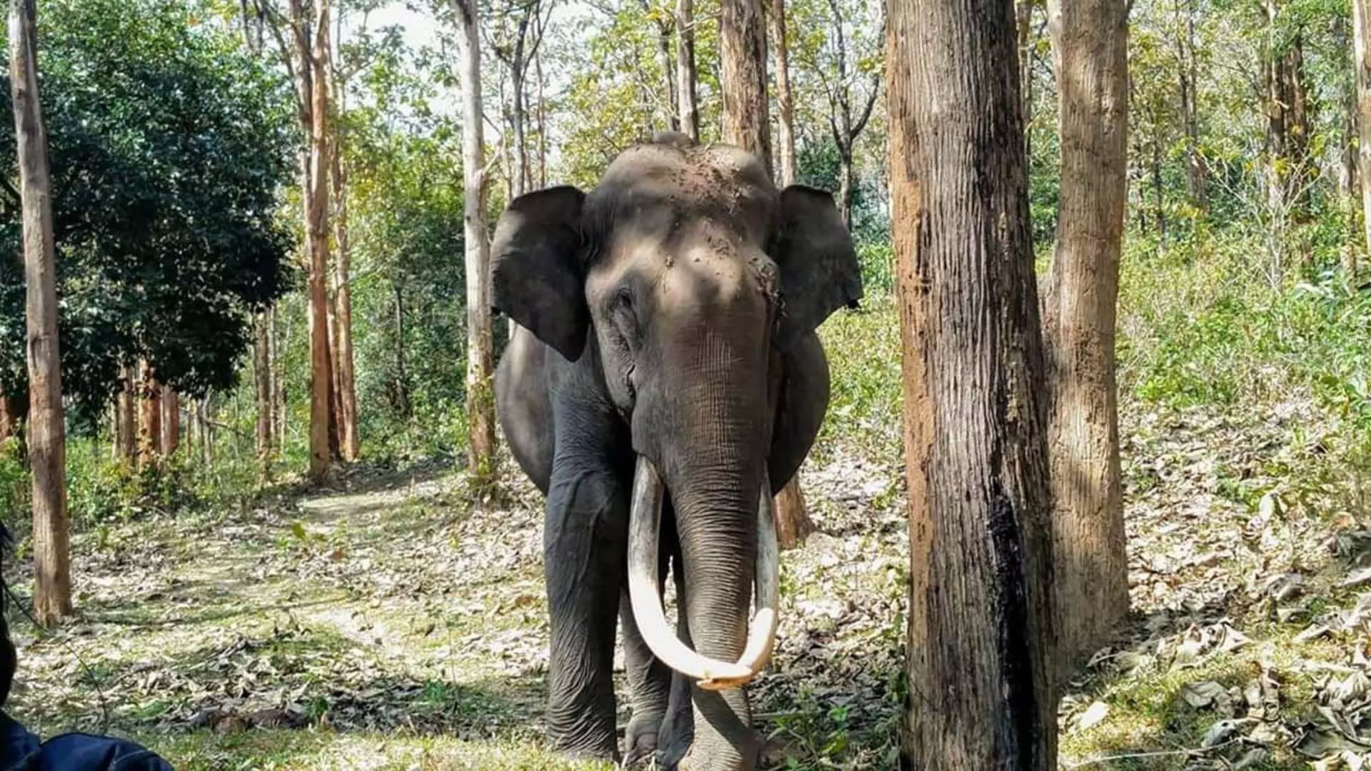 तेलंगाना की सीमा पर देखा गया खूनी हाथी