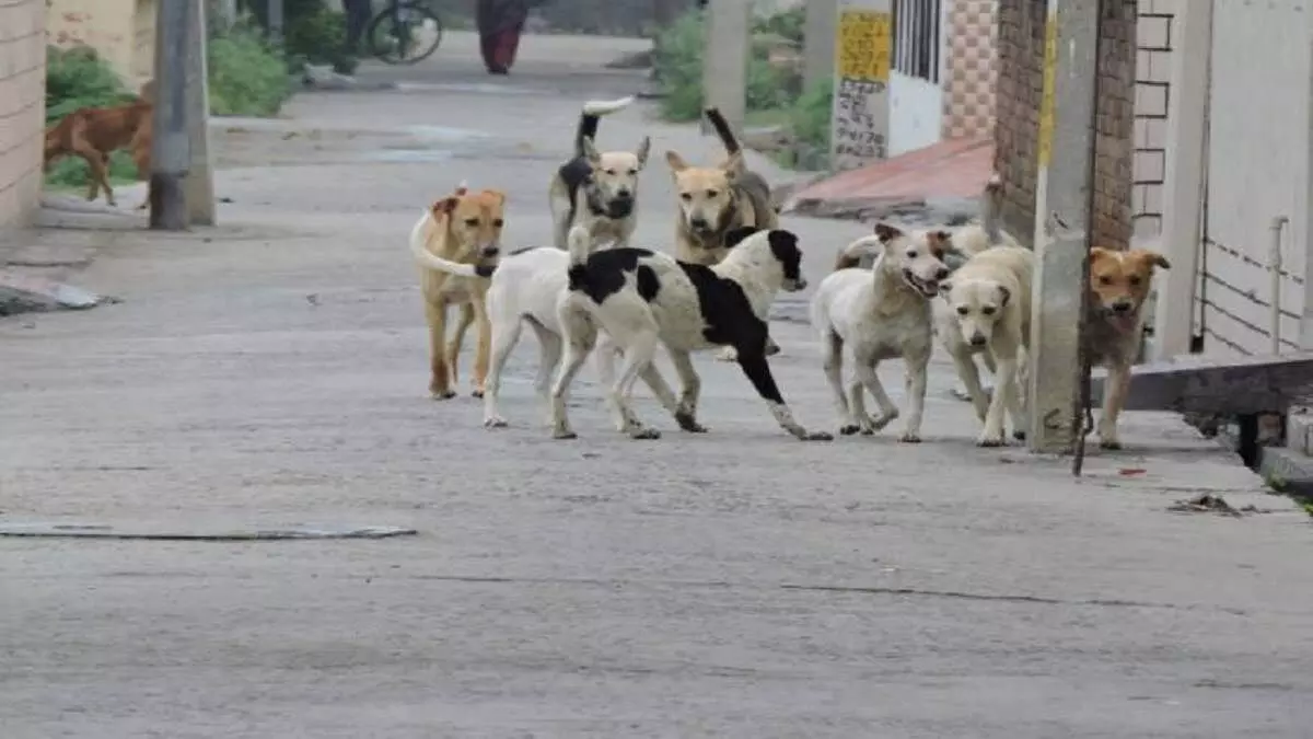 ग्रेटर नोएडा में घर के बाहर खेल रही मासूम को आवारा कुत्तों ने नोचा