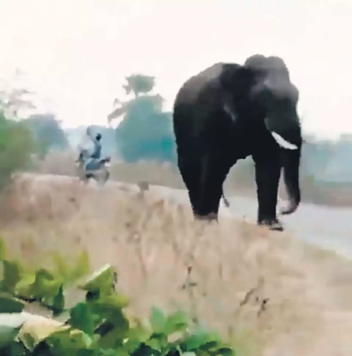 आदिलाबाद में एक और किसान हाथी के हमले का शिकार हो गया