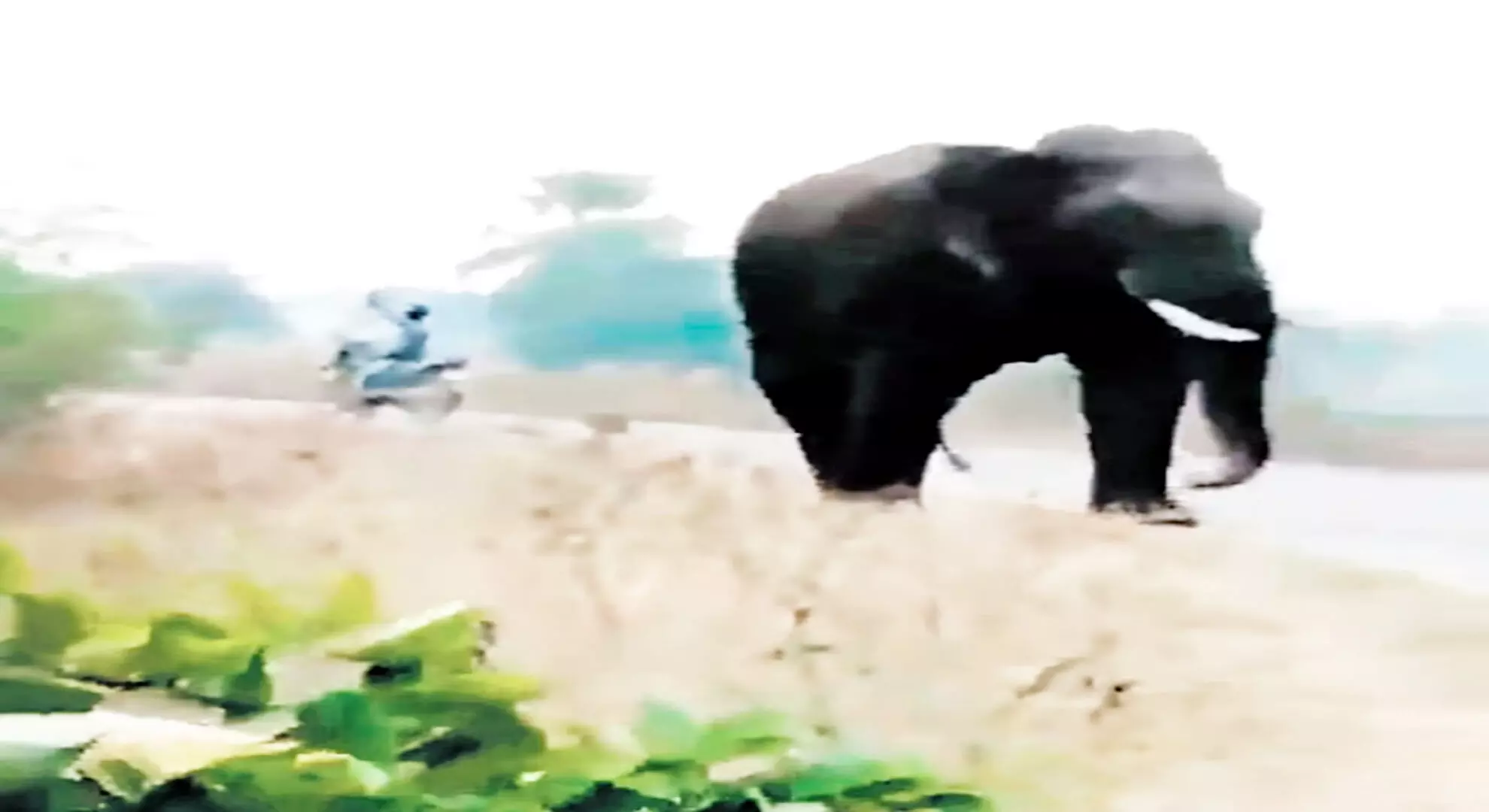 आदिलाबाद में एक और किसान हाथी के हमले का शिकार हो गया
