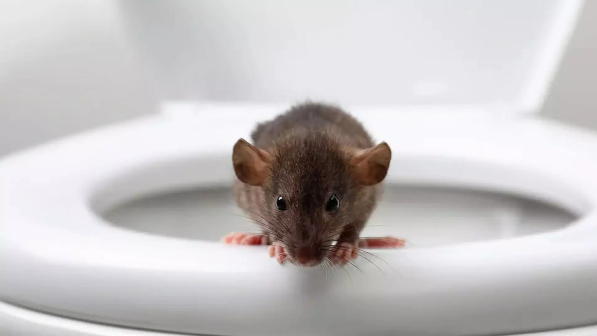 टॉयलेट में चूहे के काटने से शख्स की हालत ख़राब, अस्पताल में भर्ती