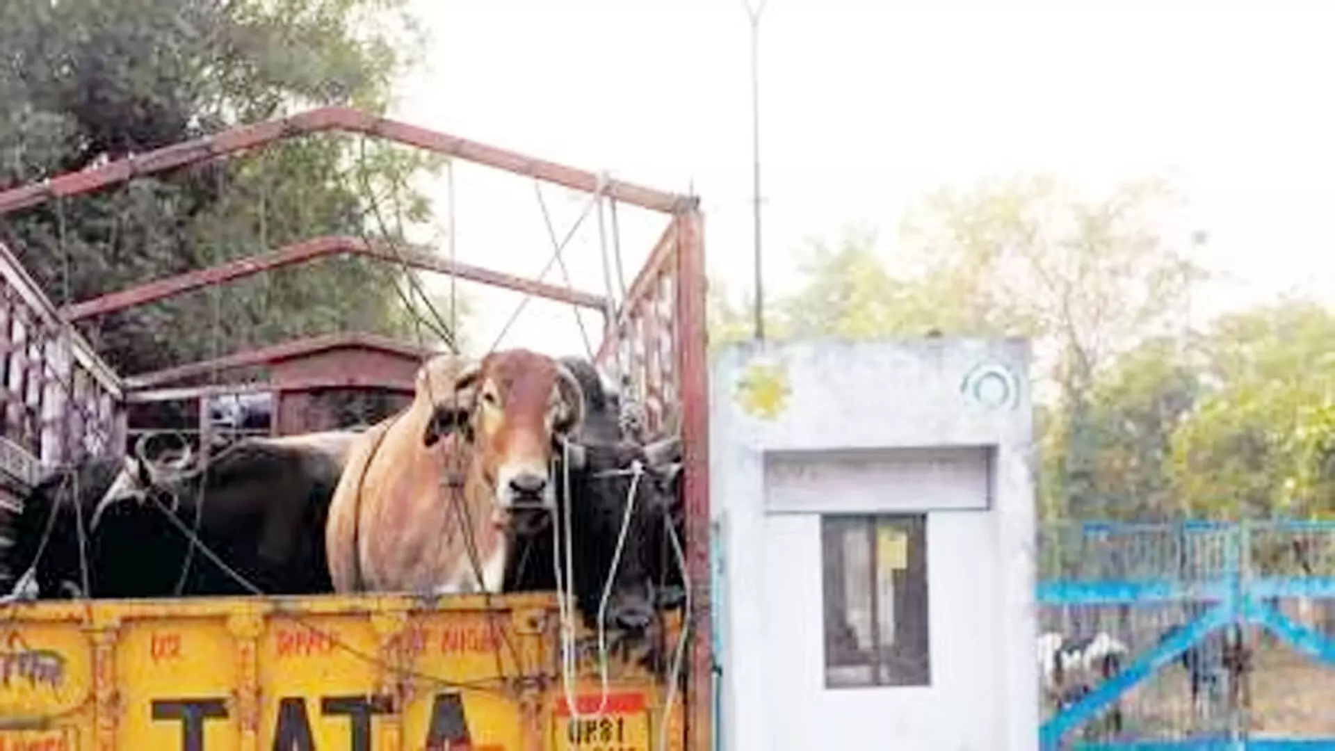Anuppur : मवेशियों को कत्लखाने ले जा रहा ट्रक पकड़ा, चालक फरार