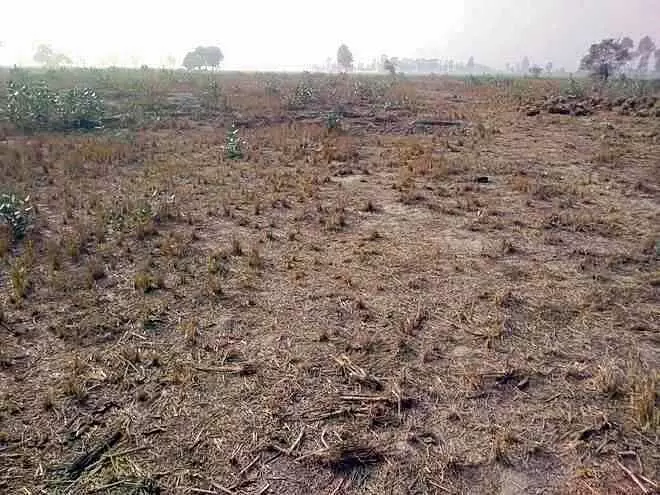 अमरूद बाग घोटाले में फिरोजपुर डीसी की बढ़ी मुश्किलें