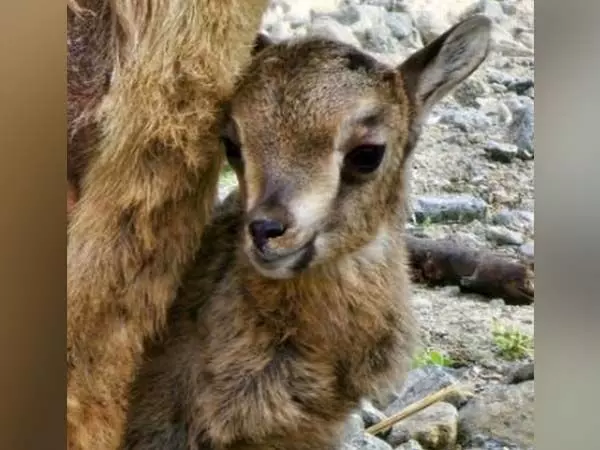 अल हेफ़ैया पर्वत संरक्षण केंद्र एक अरबी तहर के पहले जन्म का गवाह