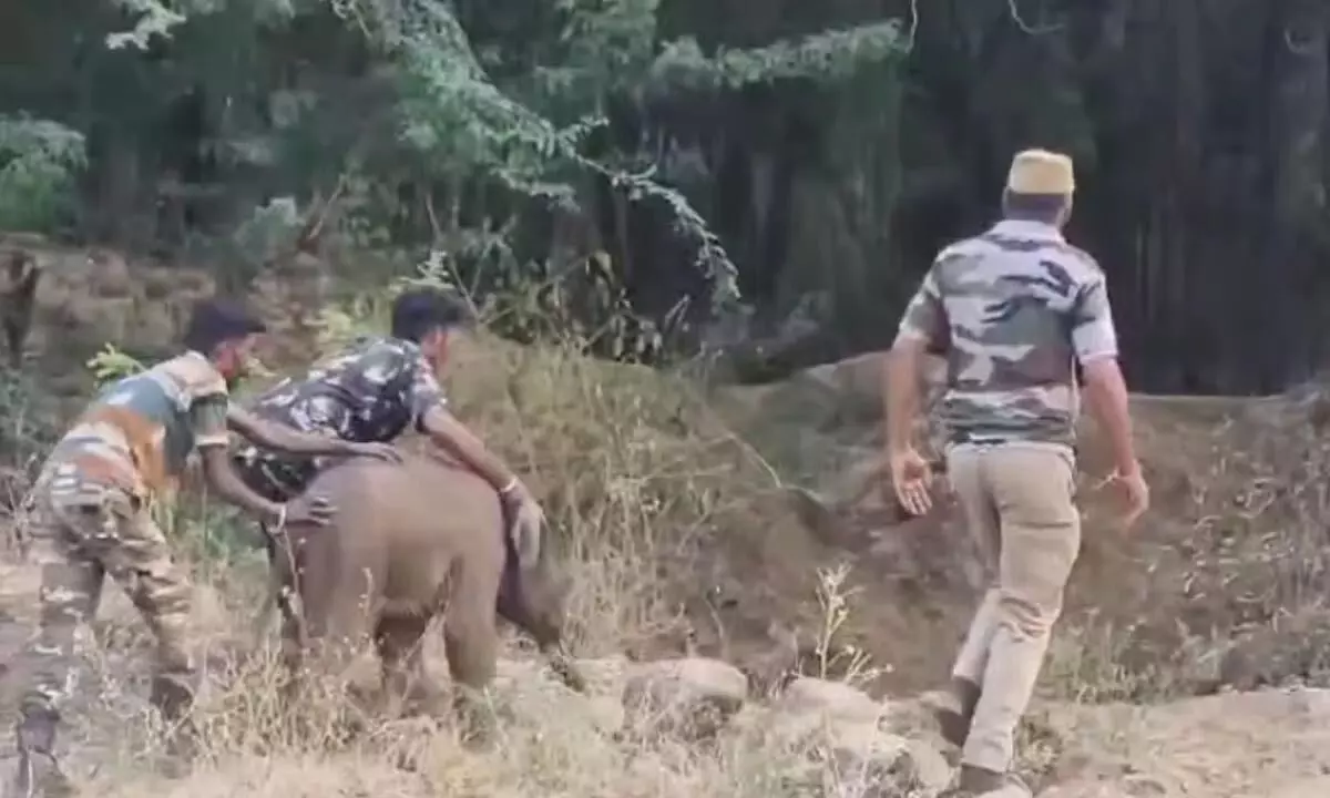 तमिलनाडु में फंसे हुए हाथी के बच्चे को बचाया गया, झुंड के साथ फिर से मिलाया गया