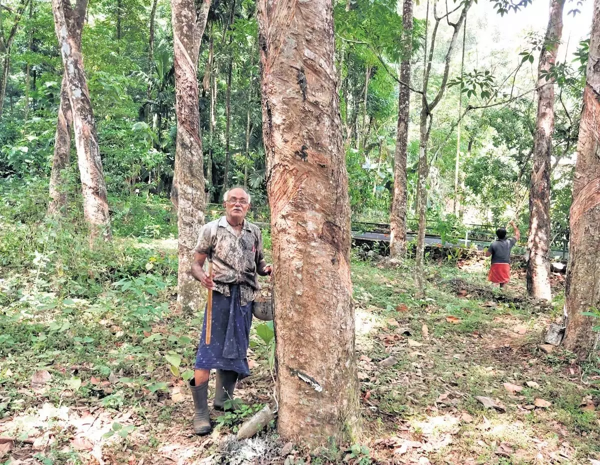 केरल में पहाड़ियाँ जंगल के डर को प्रतिध्वनित