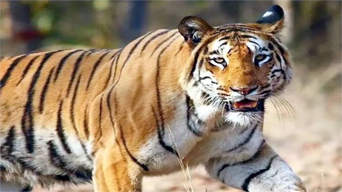 Umaria : जंगल में मवेशी चराने गए लोगों पर बाघ ने किया हमला