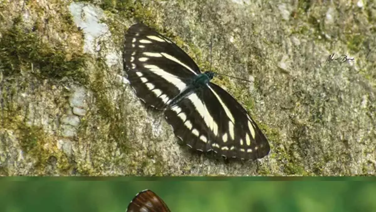 तितली प्रेमियों ने टेल वैली वन्यजीव अभयारण्य में दुर्लभ नेप्टिस फिलायरा को खोजा