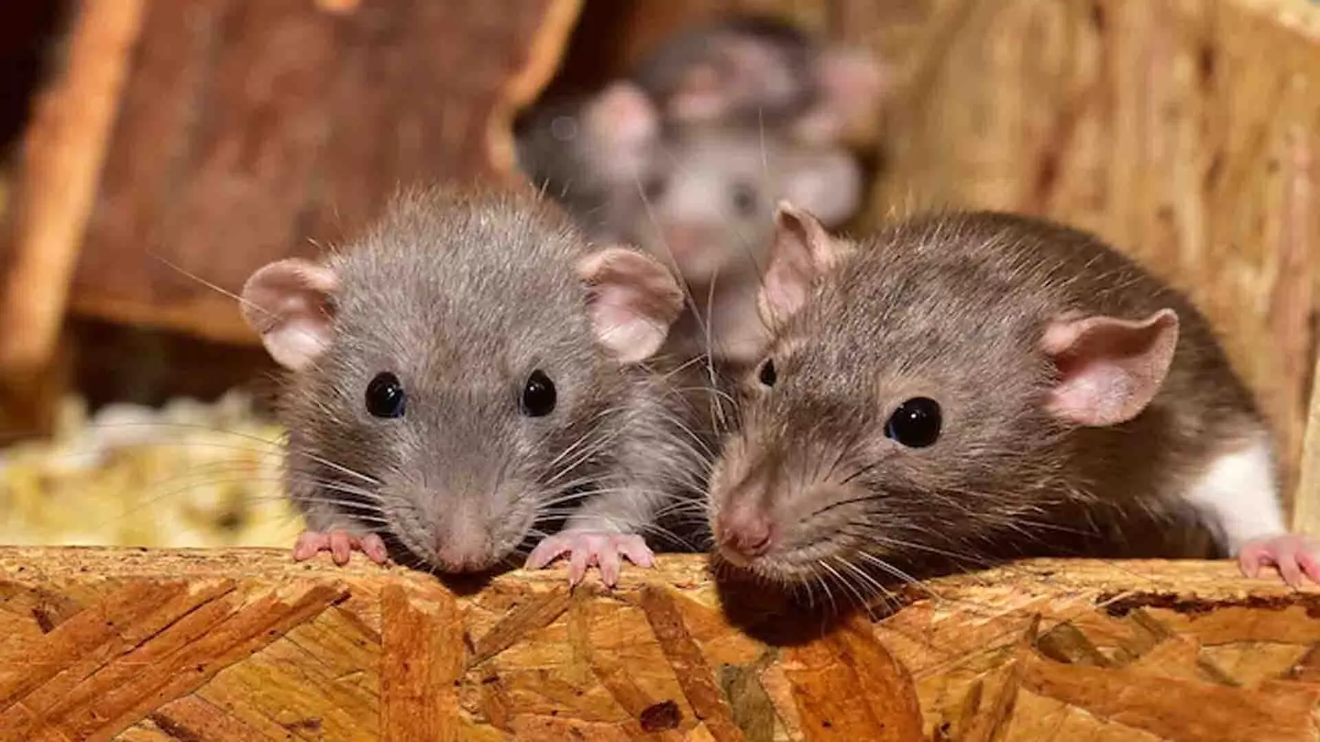 चूहे बने आरोपी, झारखंड पुलिस थाने में रखे 9 किलो गांजा और 10 किलो भांग को किये नष्ट