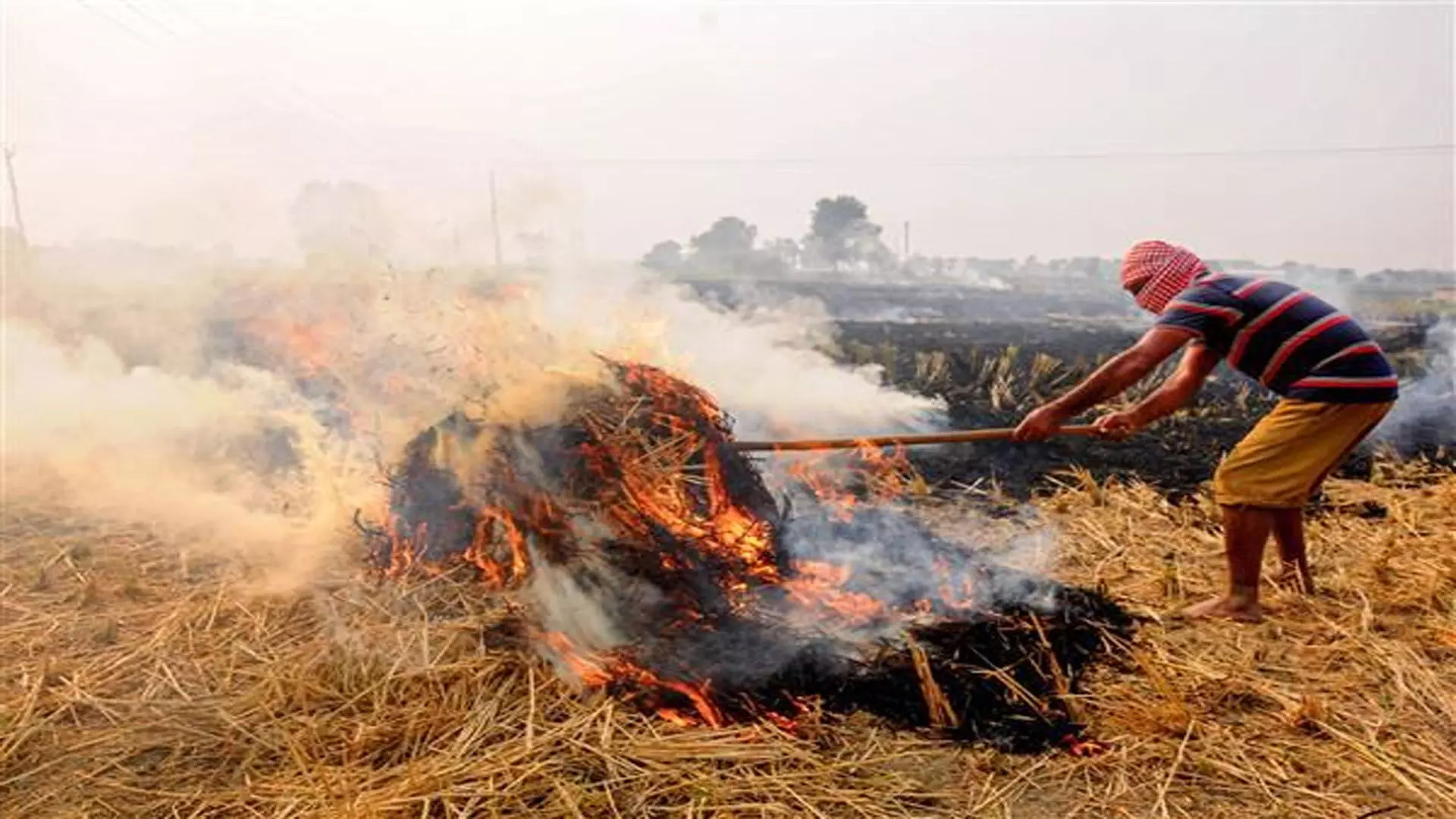 NGT ने पराली जलाने की घटनाओं को लेकर पंजाब सरकार से मांगी रिपोर्ट