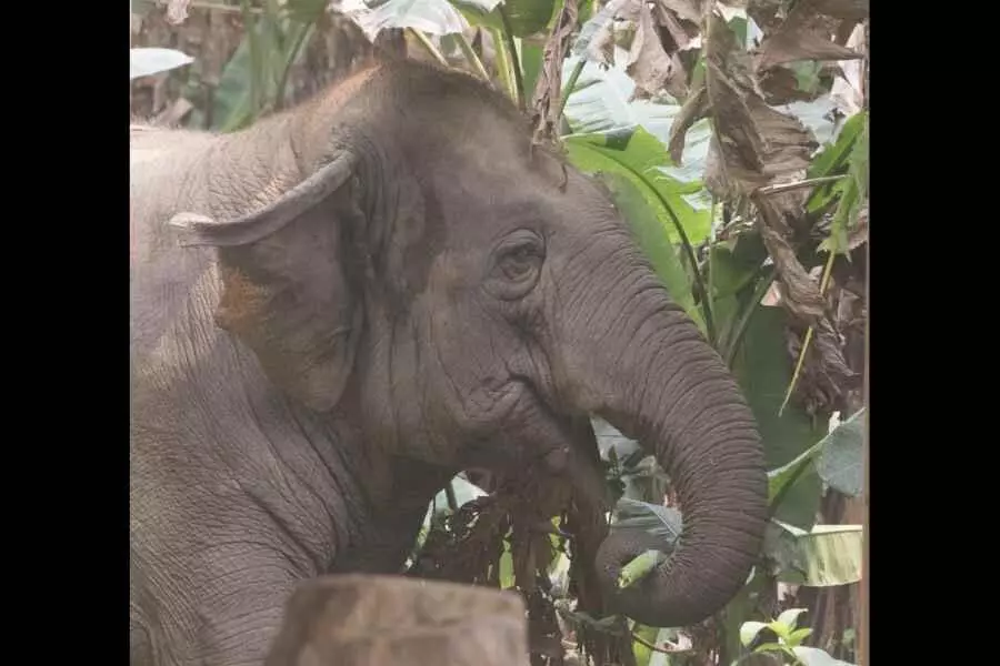 16 साल के इस्कॉन हाथी ने महावत को मार डाला