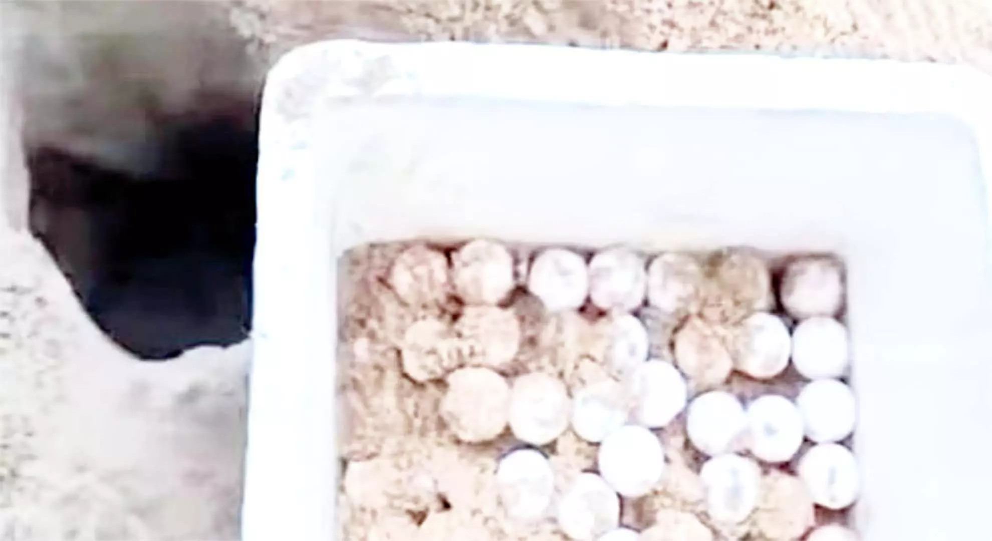ओलिव रिडले कछुआ अंडे देने के लिए कैंडोलिम समुद्र तट की झोंपड़ी में जाता है