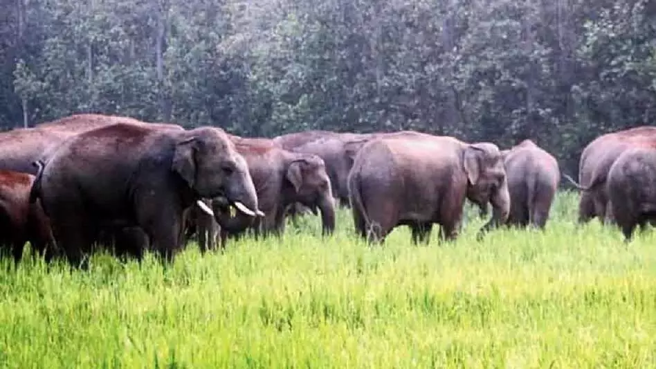 बोको में हाथी ने 57 वर्षीय व्यक्ति को कुचलकर मार डाला