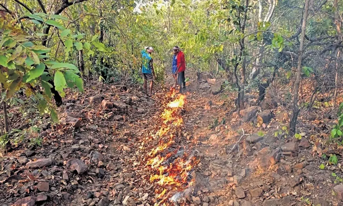 मुलुगु जिले में उपद्रवियों ने जंगल में आग लगा दी