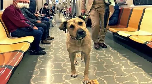 बोजी, इस्तांबुल का कुत्ता जो मेट्रो, बस और फ़ेरी से प्रतिदिन 30 किलोमीटर की करता है यात्रा