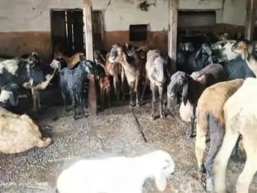 75 भेंड-बकरियों की चोरी, सरपंच ने थाने में दर्ज कराई शिकायत