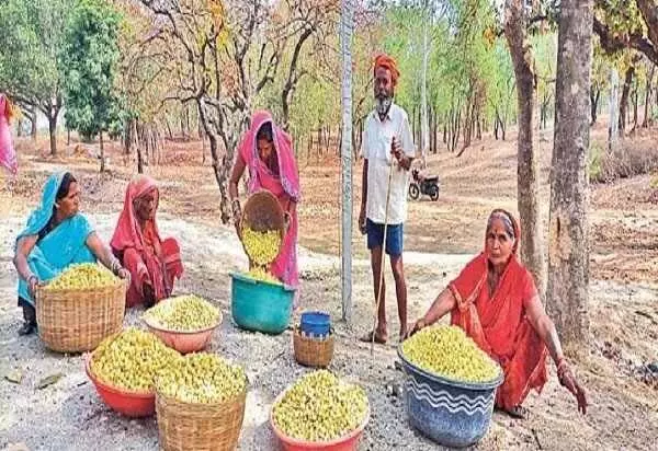 हजारीबाग : महुआ के फूलों की खुशबू से गरीबों के जीवन में खुशहाली आ रही