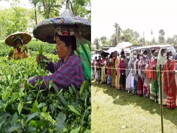 चाय बागान श्रमिक: असम में लोकसभा चुनाव में निर्णायक कारक