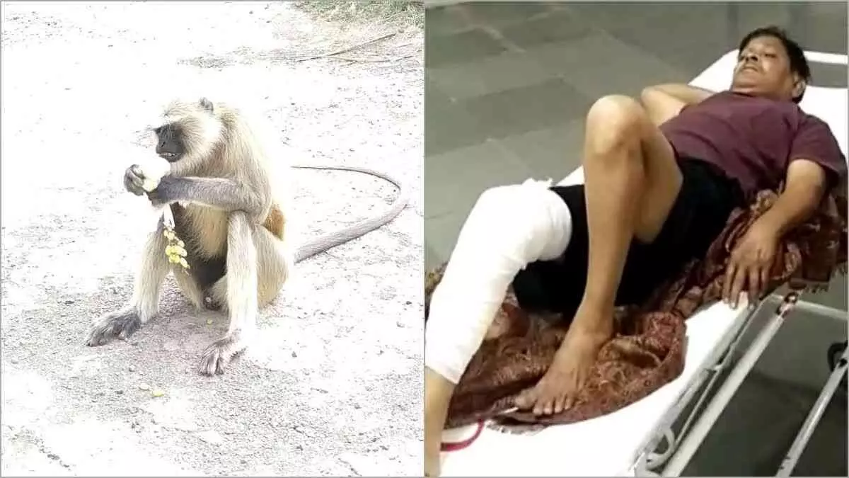 तापी के व्यारा के मालीवाड इलाके में एक शख्स पर बंदर ने कर दिया हमला