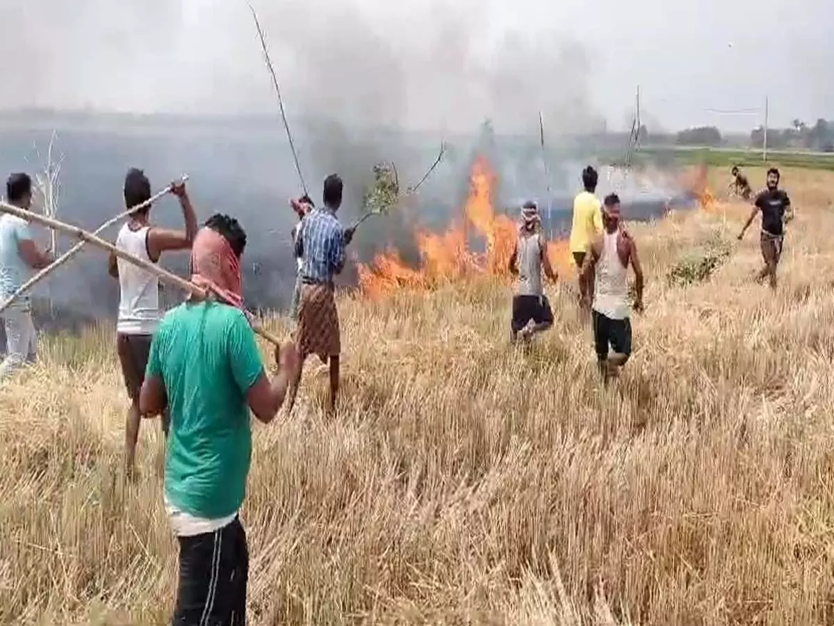 गेहूं के खेत में लगी भयंकर आग, अफरातफरी का माहौल