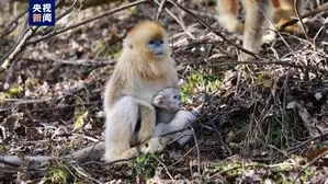 चीन के शेननोंगजिया गोल्डन मंकी बेस में बंदर के 6 बच्चों का जन्म