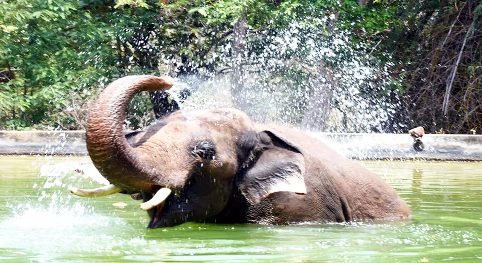 पानी की कमी: निर्जलीकरण से दो हाथियों की मौत, तीसरा कावेरी में समा गया