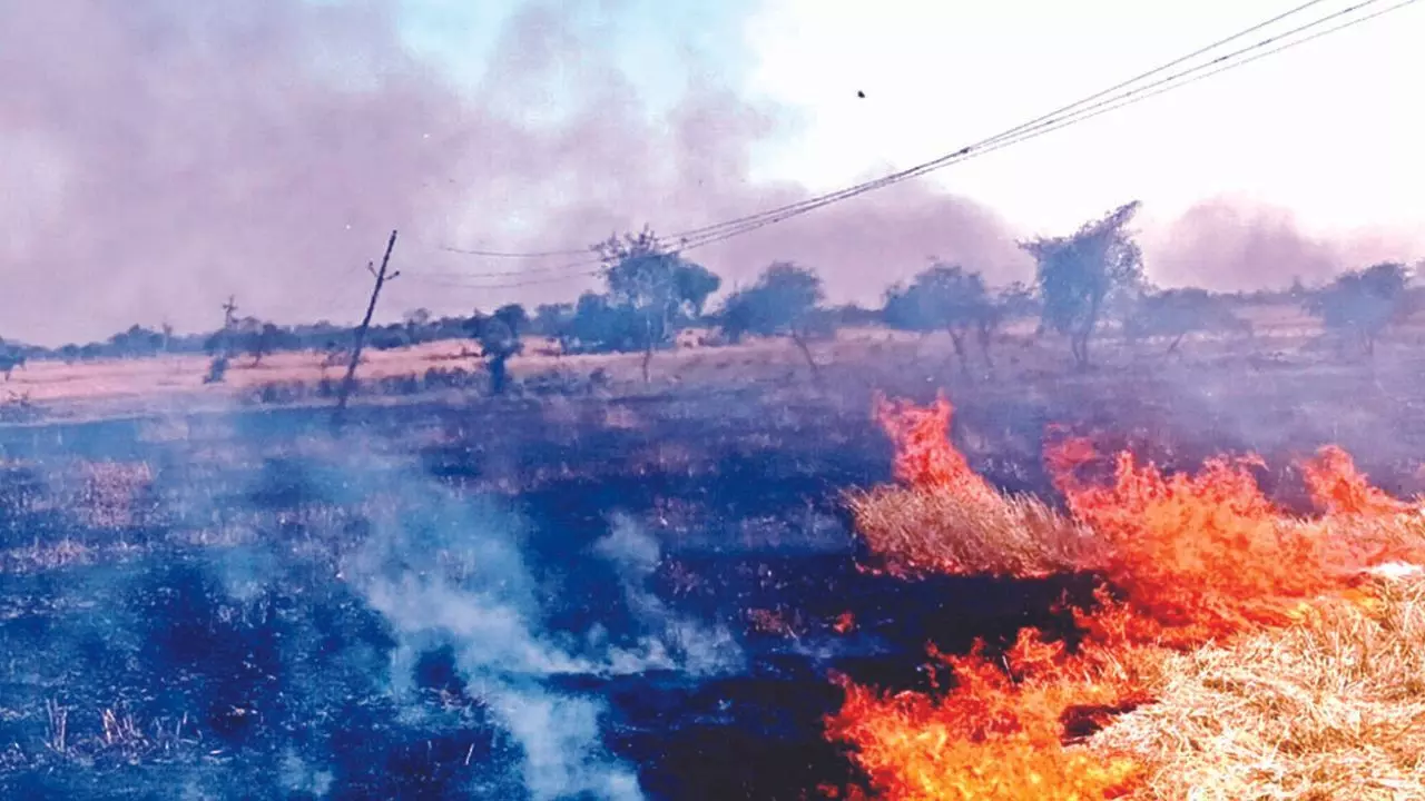 गेहूं की फसल में शॉर्ट सर्किट से लगी आग, आग में एक एकड़ गेहूं की फसल जलकर खाख