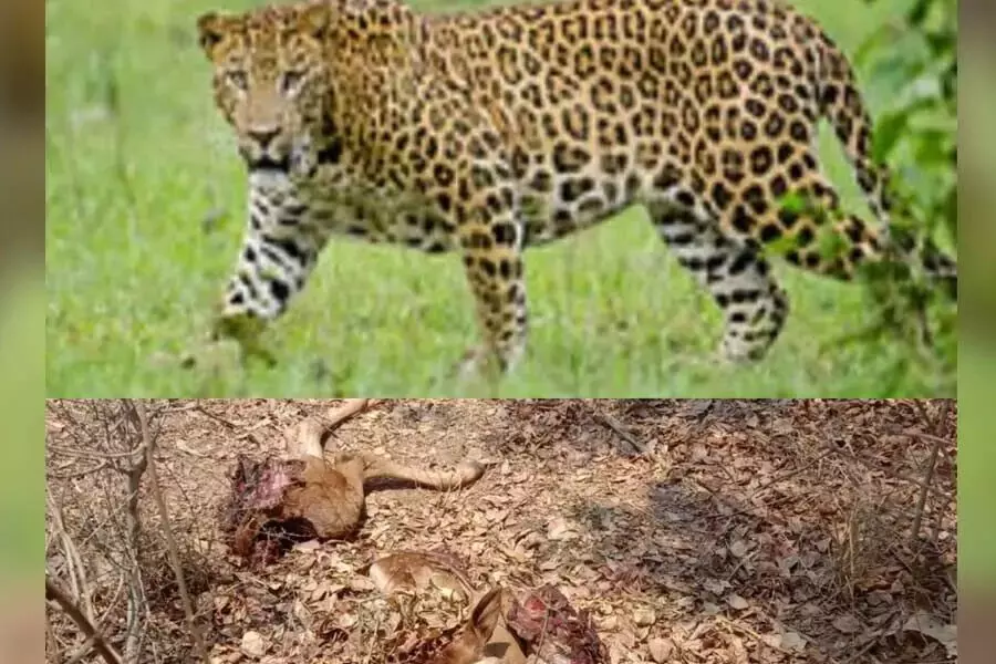 चीता के हमले में बछड़े की मौत, आदिवासियों में दहशत