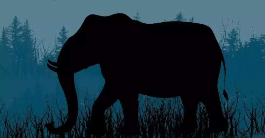 कासरगोड के पनाथडी गांव में डर का माहौल है क्योंकि जंगली हाथी ने रबर टैपर पर हमला कर दिया