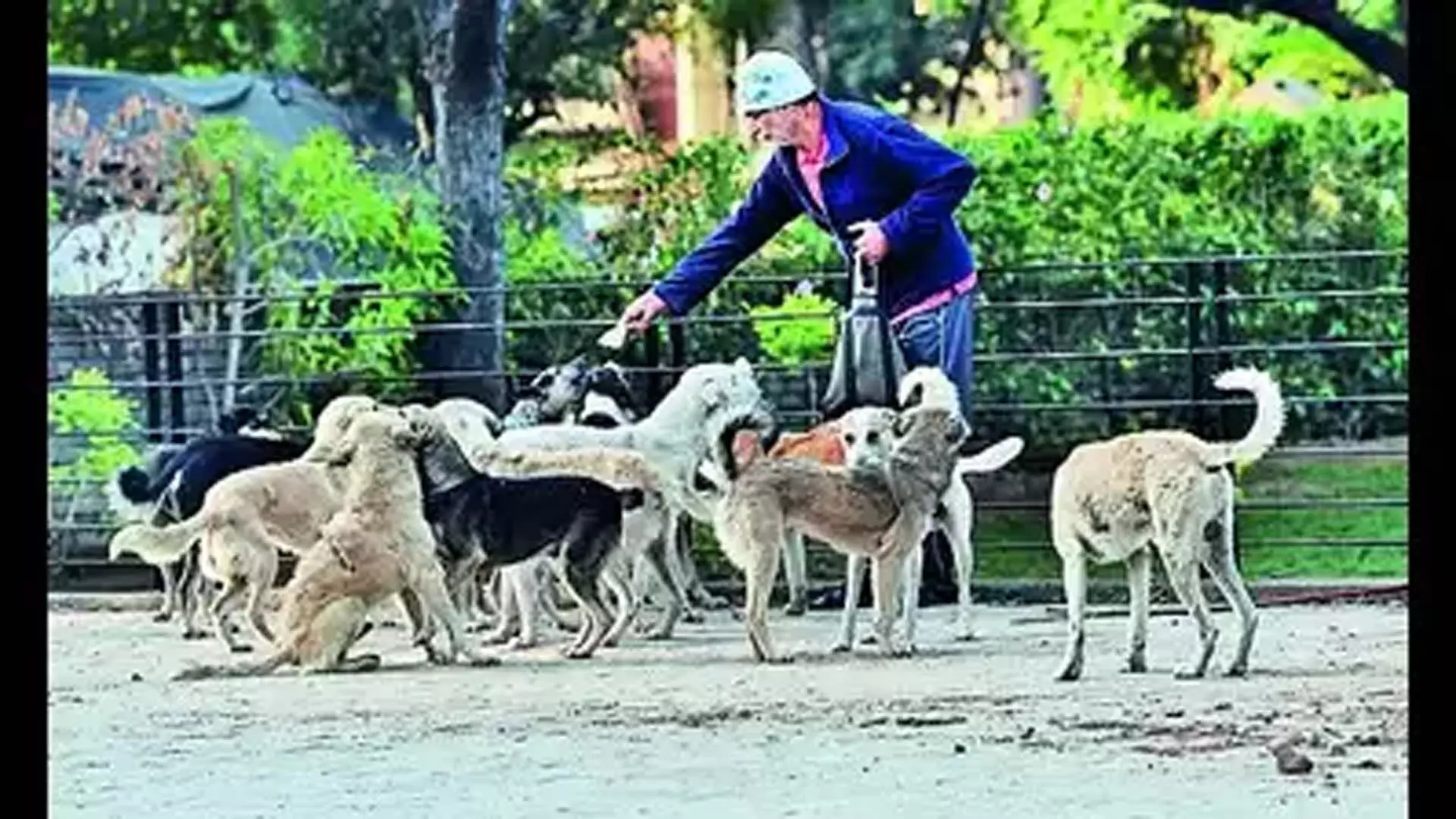 यूटी आवारा कुत्तों को खाना खिलाने के लिए स्थान और समय निर्धारित करेगा