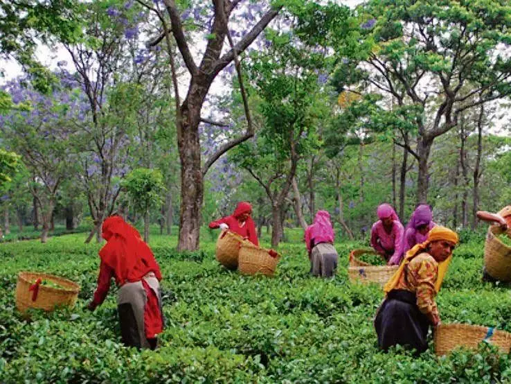 गौरवशाली अतीत, भविष्य काल, कांगड़ा की चाय की गंभीर कहानी