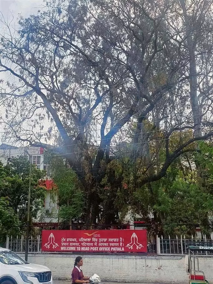 पंजाब में नीम के पेड़ों के सूखने के लिए जलवायु परिवर्तन को जिम्मेदार मानते हैं विशेषज्ञ