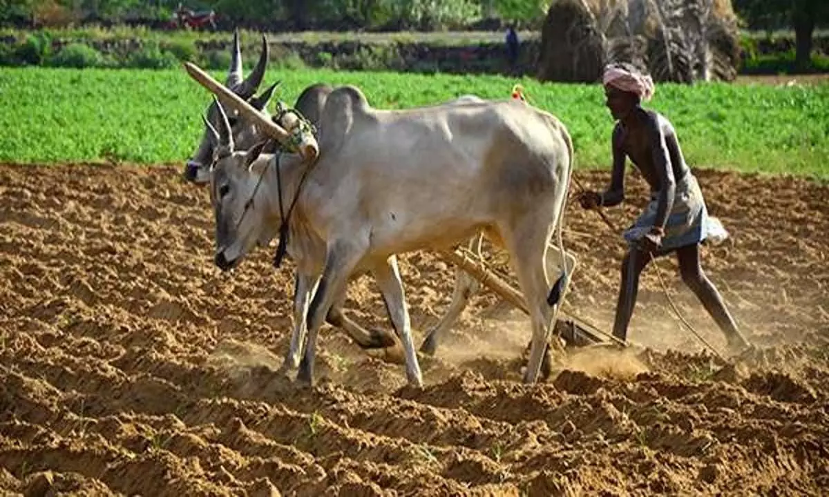 तिरुपुर मंडी में किसान ने प्रशासनिक अधिकारी पर लगाया मारपीट का आरोप