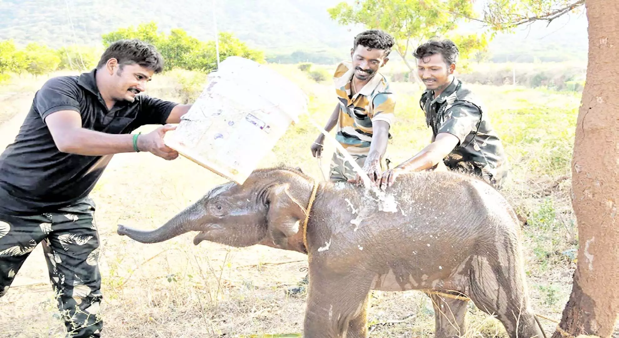 जंबो बछड़े को झुंड से मिलाने के प्रयास जारी हैं