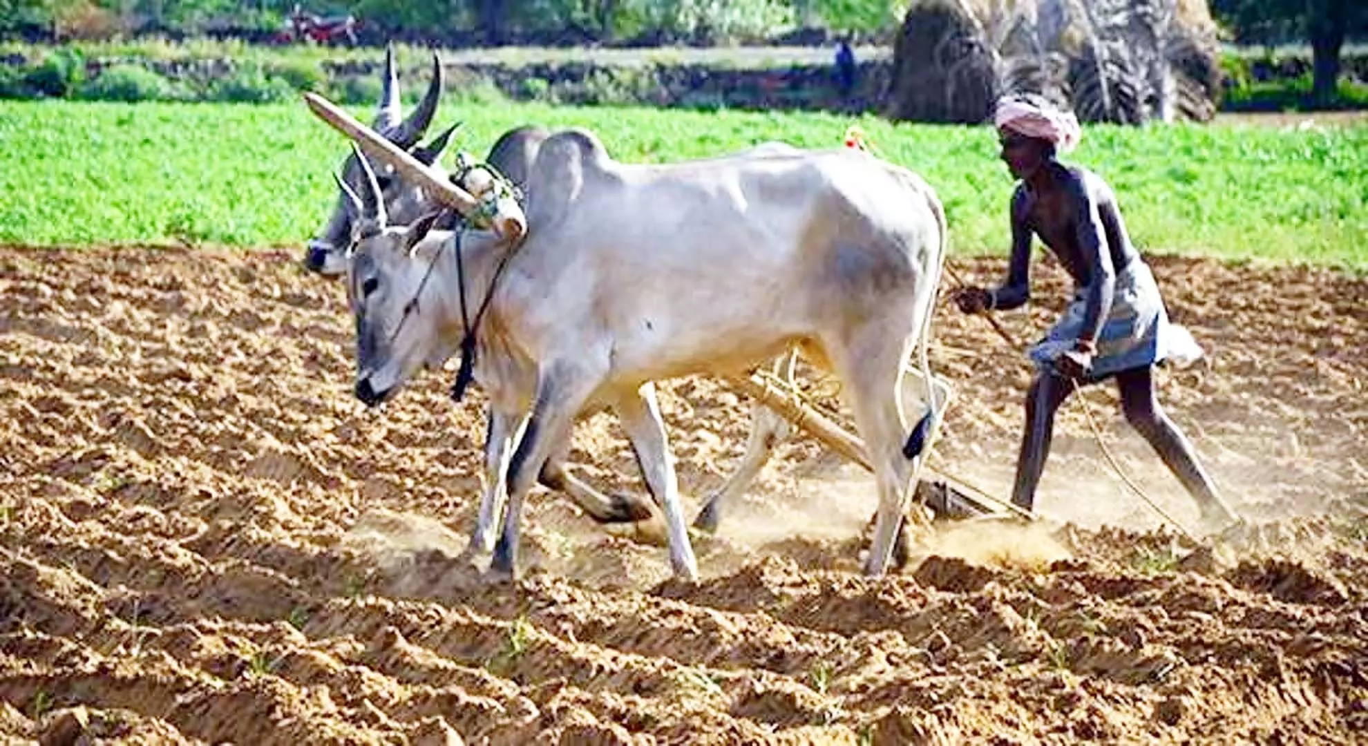 तिरुपुर मंडी में किसान ने प्रशासनिक अधिकारी पर लगाया मारपीट का आरोप