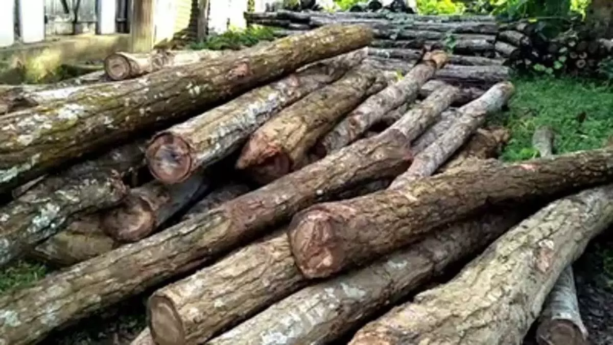 मणिपुर में भारत-म्यांमार सीमा के पास अवैध लकड़ी की तस्करी को नाकाम कर दिया गया