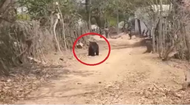 नुआपाड़ा बाजार में भालू देखा गया, सीसीटीवी में कैद