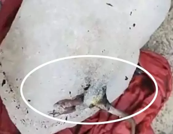 बर्फ की सिल्ली में मरा हुआ चूहा, VIDEO देखकर लोग भड़के