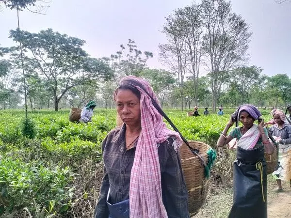 असम के बिश्वनाथ में चाय बागान श्रमिकों ने लोकसभा चुनाव से पहले लंबे समय से लंबित शिकायतें उठाईं