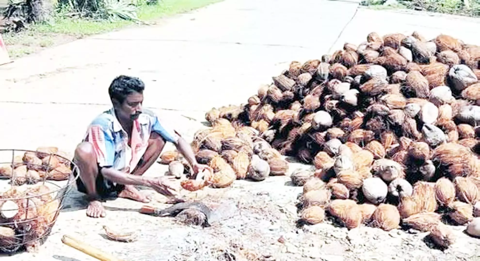 नारियल किसान पाम तेल के आयात पर प्रतिबंध लगाने की मांग कर रहे हैं