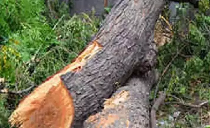 ठेकेदार ने की अनुमति बिना पेड़ों की कटाई, FIR दर्ज