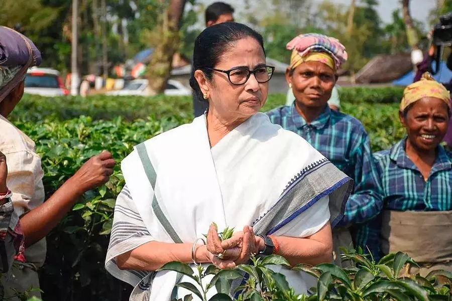 उत्तर बंगाल चुनाव में टीएमसी और बीजेपी दोनों के लिए चाय उद्योग के मुद्दे प्रमुख