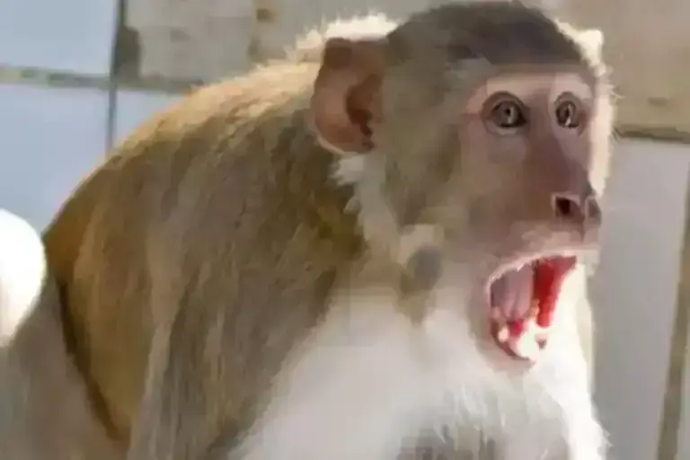 बंदरों ने 65 वर्षीय बुजुर्ग पर हमला किया, एक पैर फ्रैक्चर हुआ