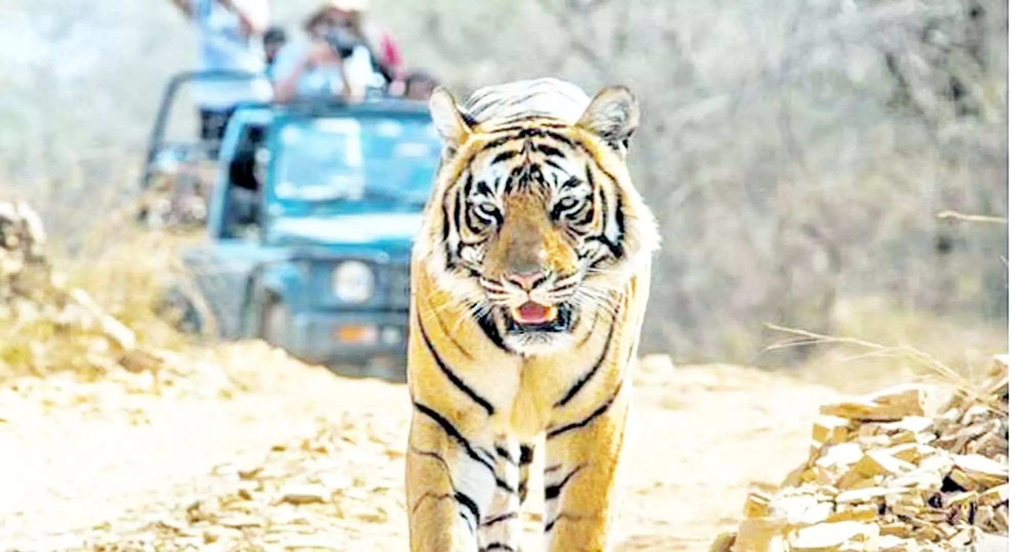 दक्षिण कोडागु में बाघ की तलाश