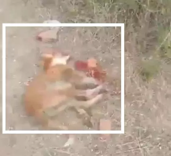 कुत्ते को पत्थर से पीट-पीटकर मार डाला, पुलिस का एक्शन, युवकों के खिलाफ मामला दर्ज