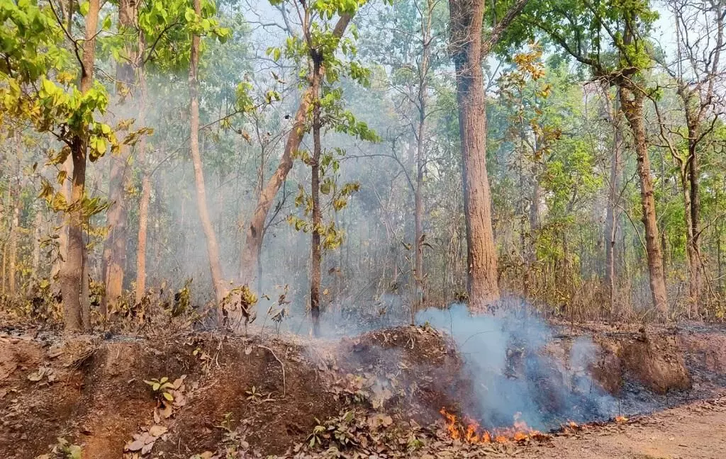 वन संपदा को आग से बचाने के लिए  ग्रामीणों ने जलने से बचाया